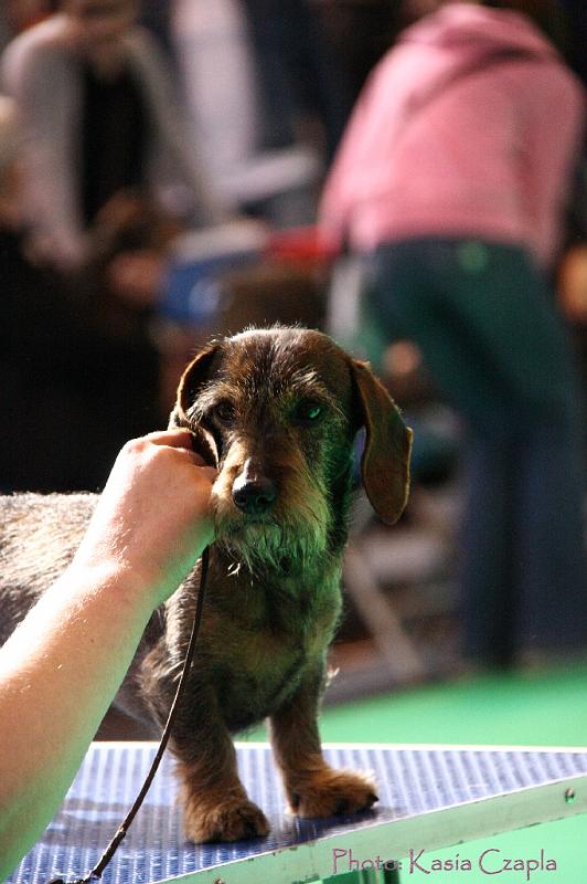 Crufts2011_2 759.jpg